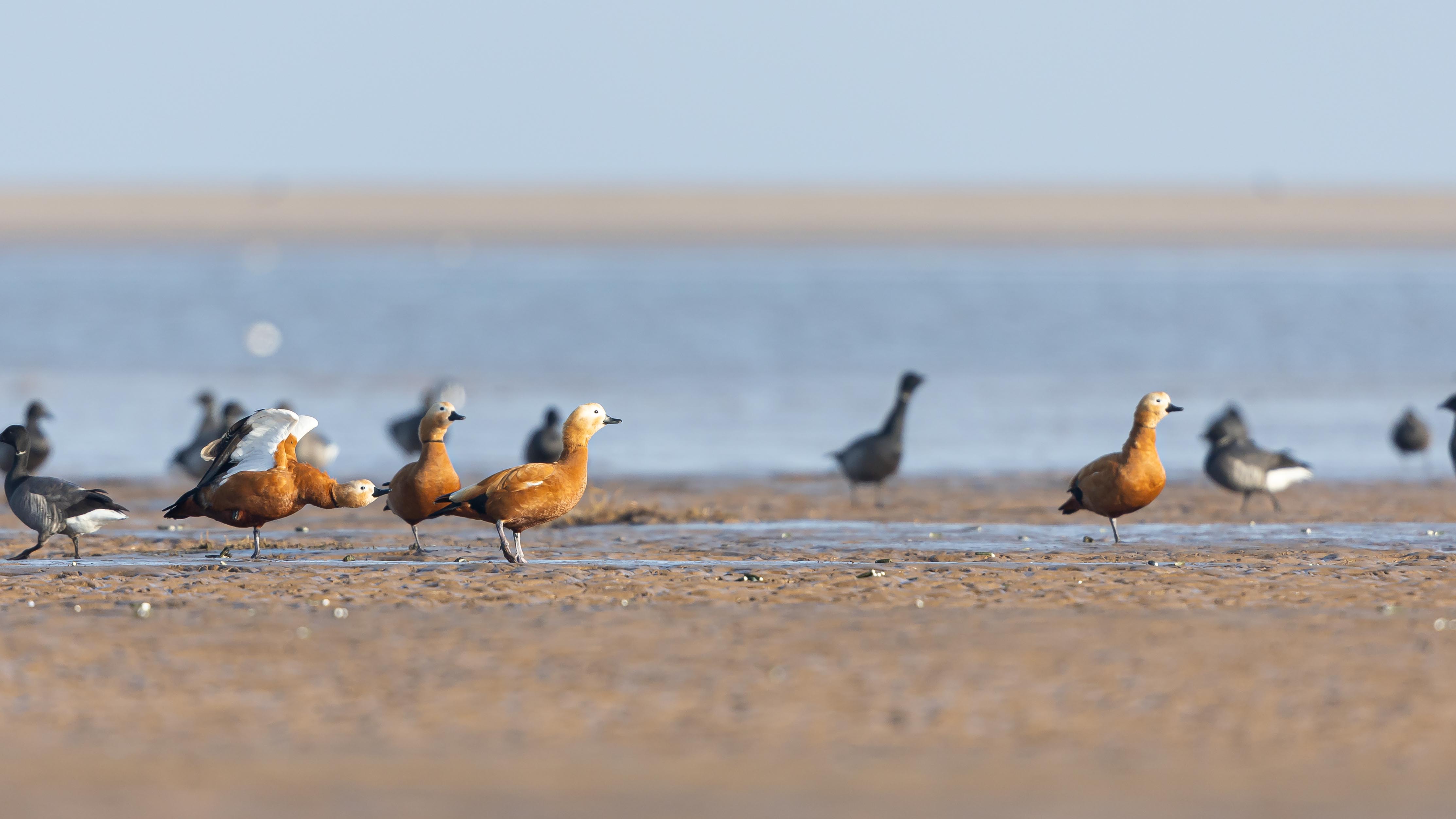 Ruddy Shelduck