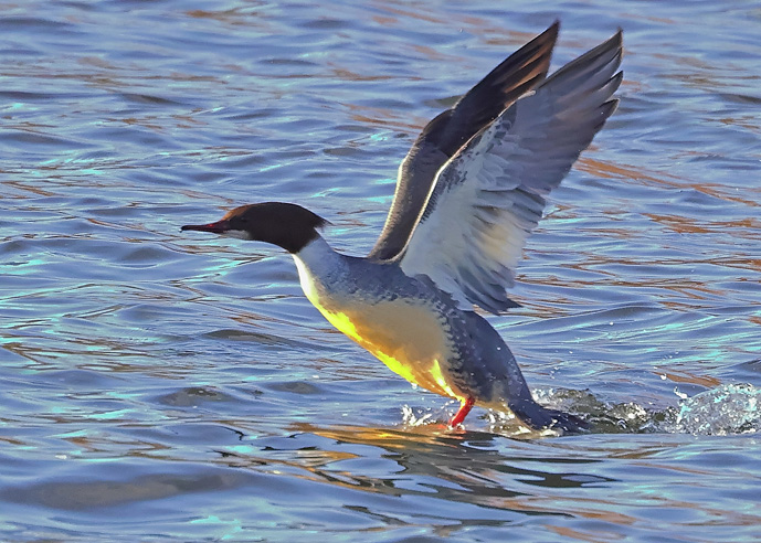 Goosander