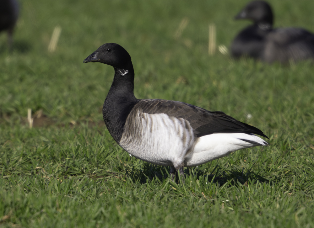 Pale-bellied Brent Goose