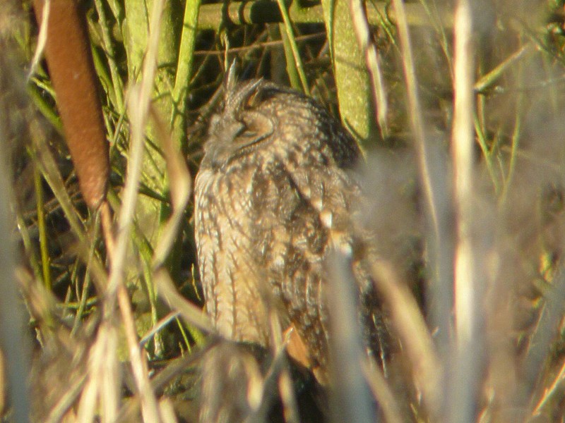 Long-eared Owl