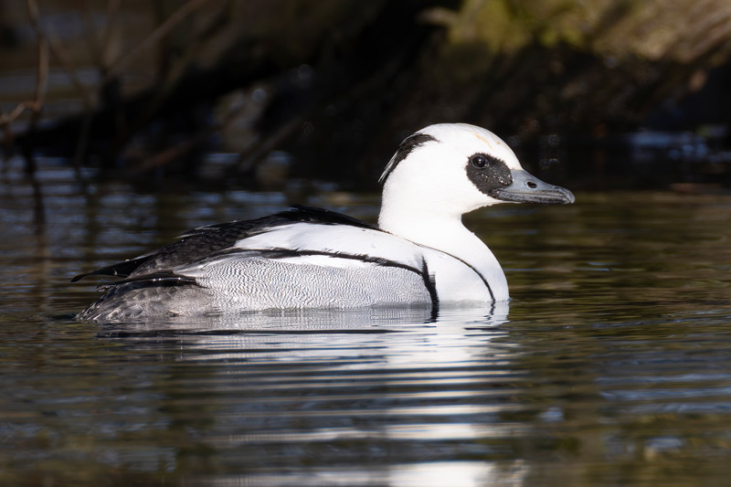 Smew