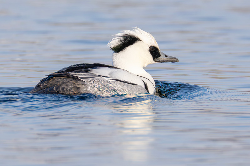 Smew