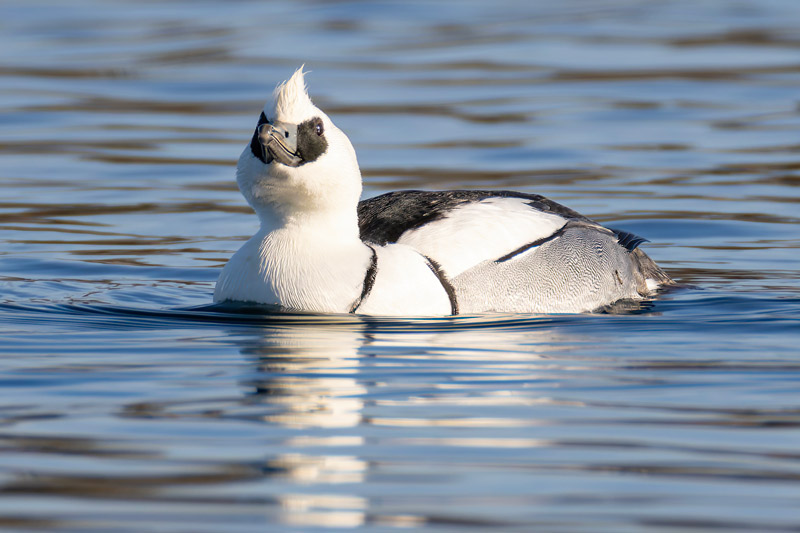 Smew