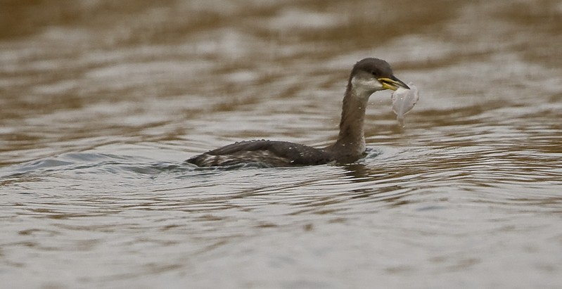 Red-necked Grebe