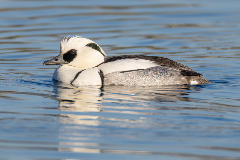 Smew
