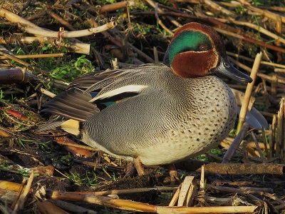 Teal