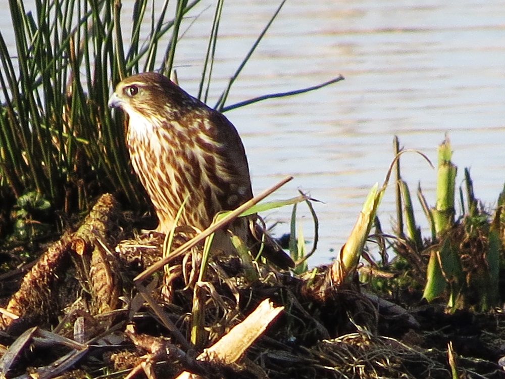 Merlin