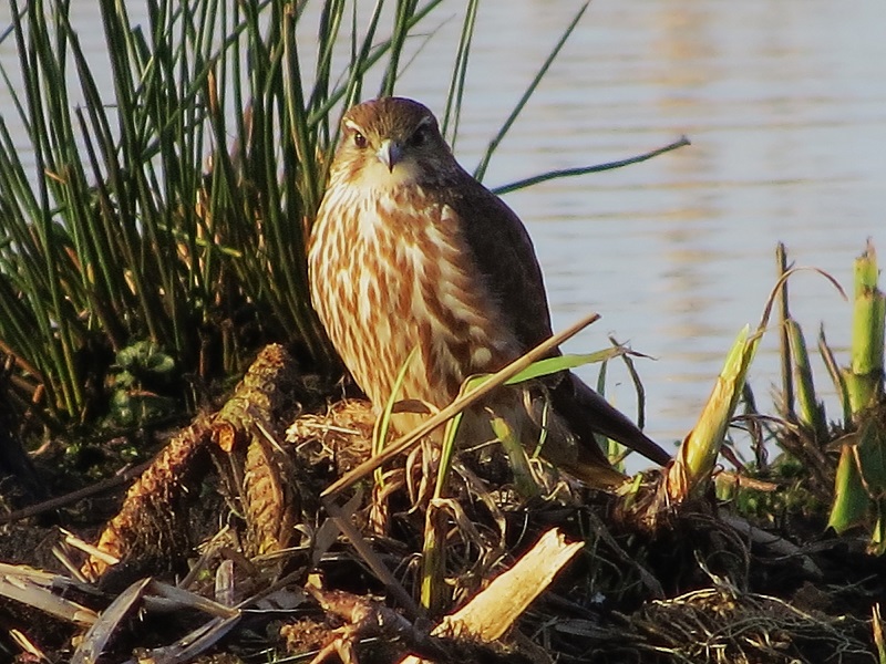Merlin