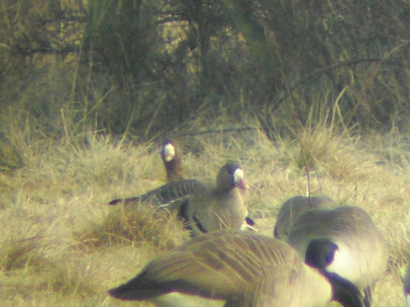 White-fronted Goose
