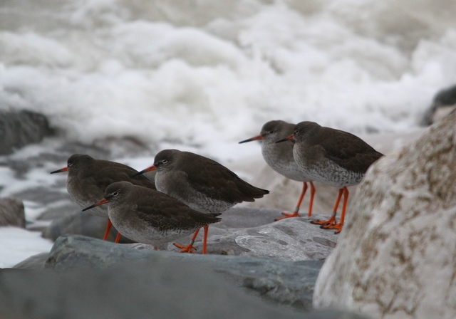 Redshank