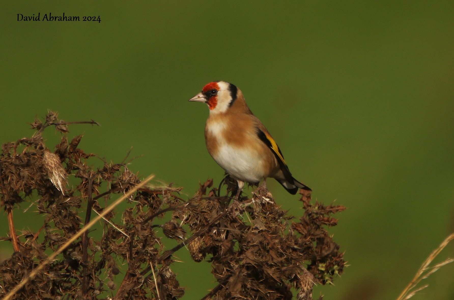 Goldfinch 