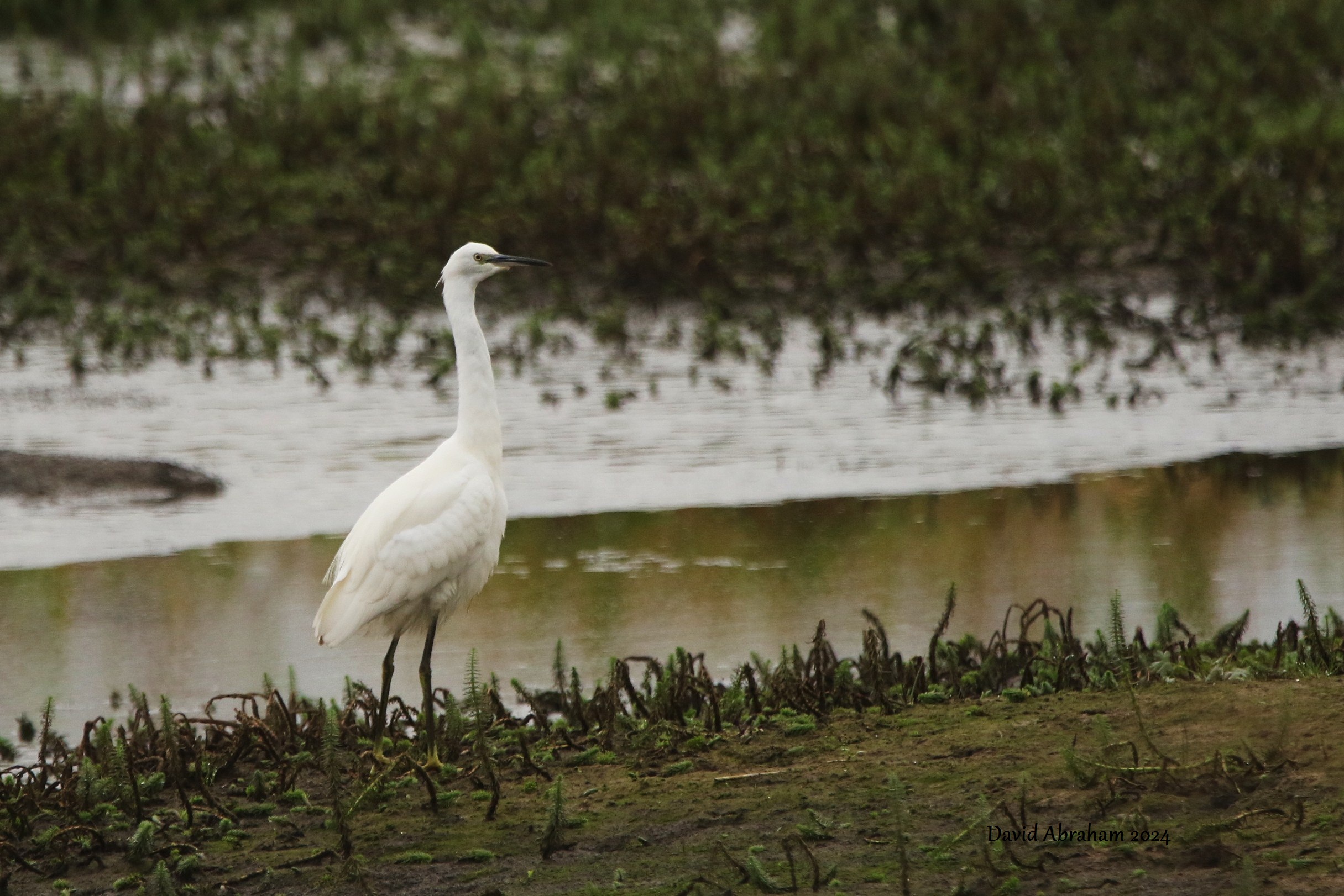 Little Egret 