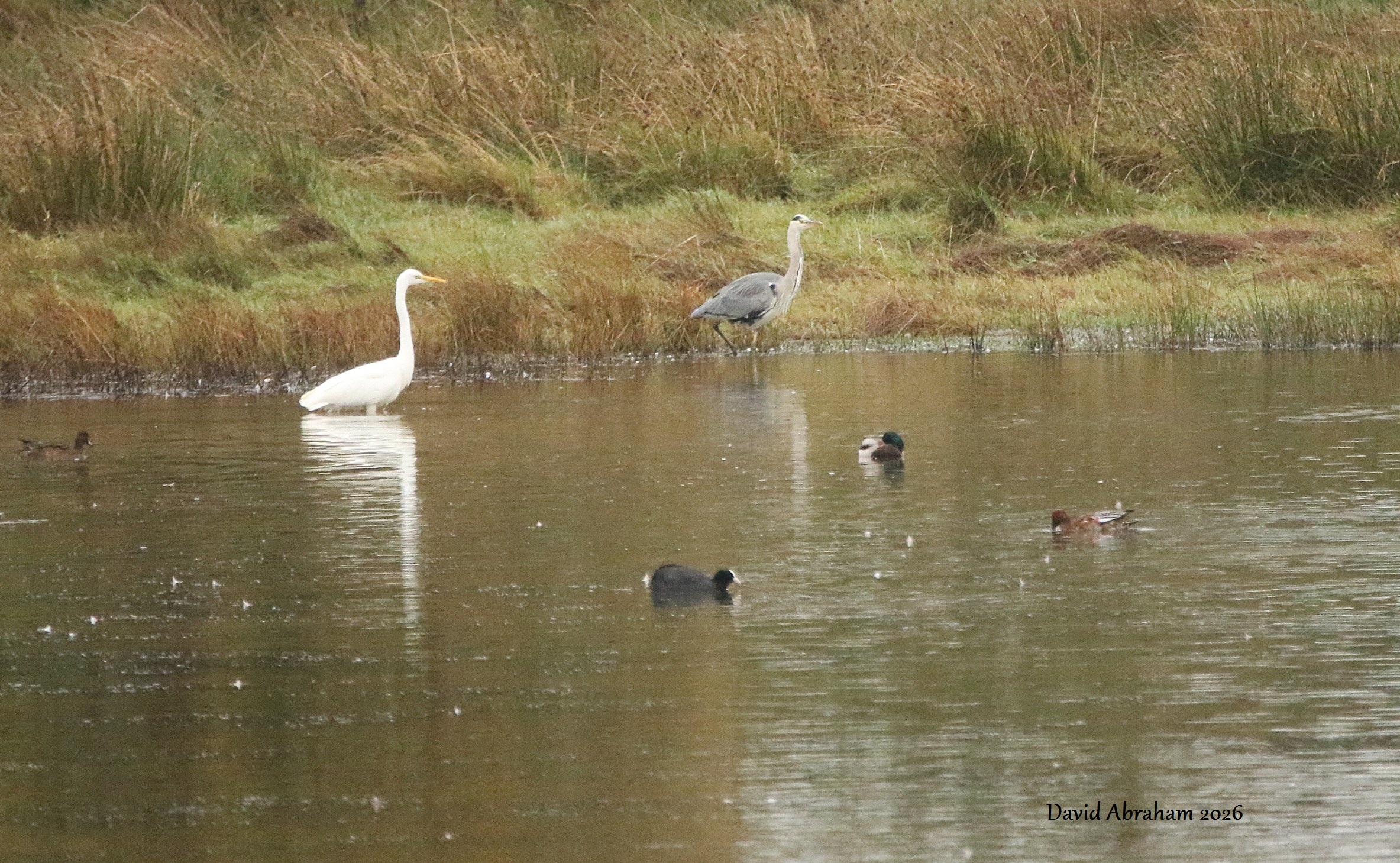 Great White Egret