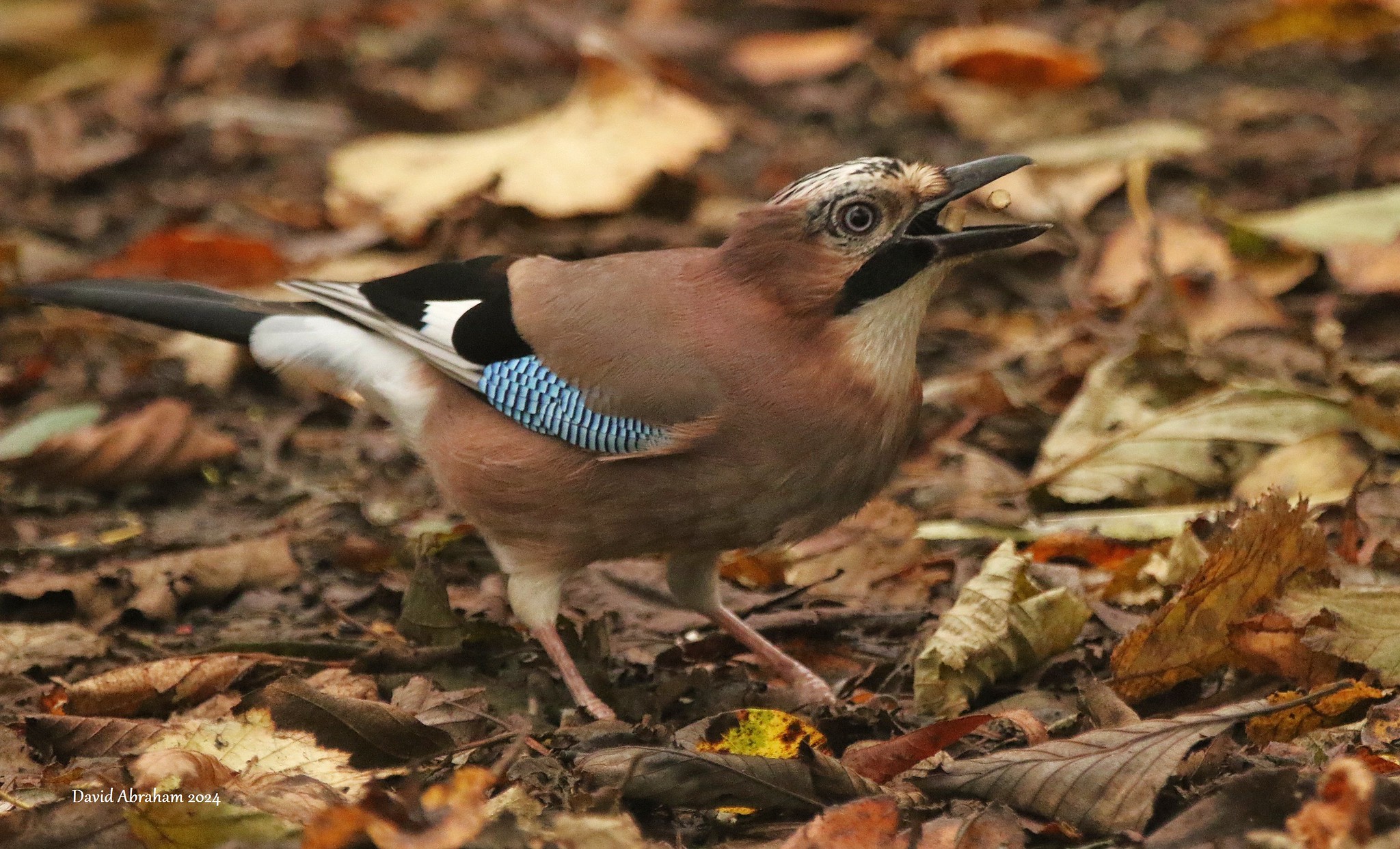 Jay 