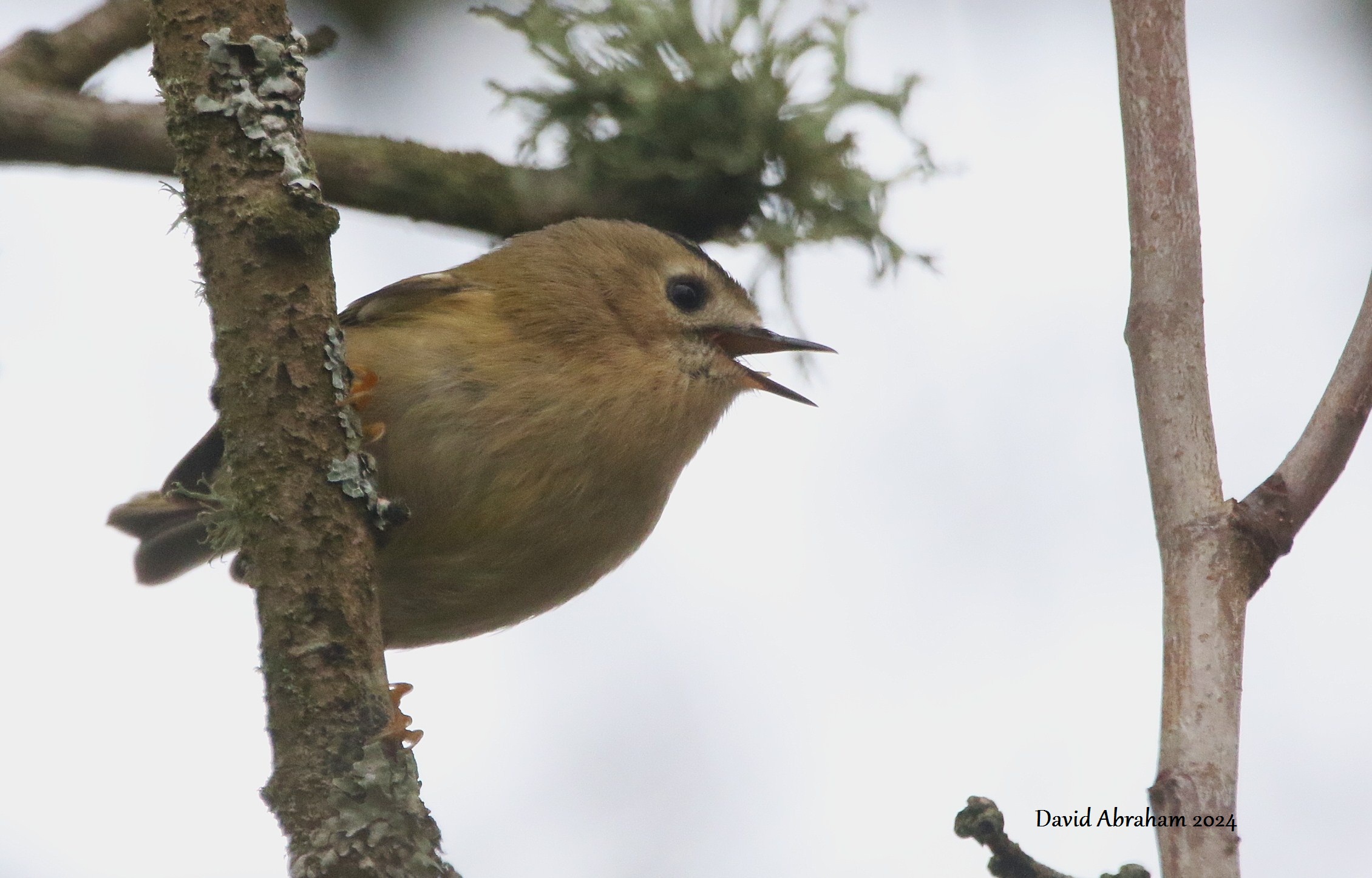 Goldcrest 
