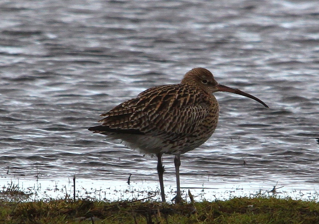 Curlew
