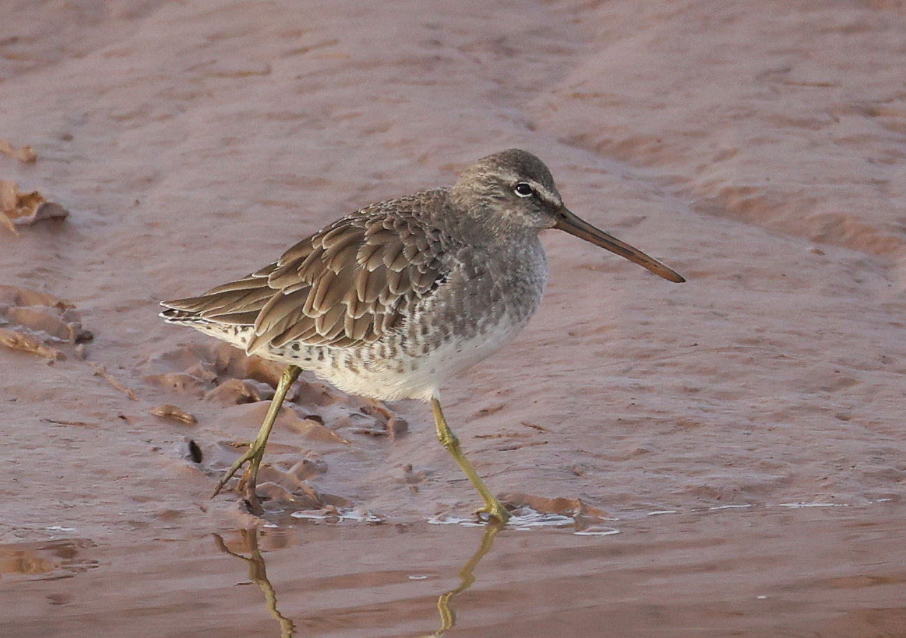 Long-billed Dowitcher