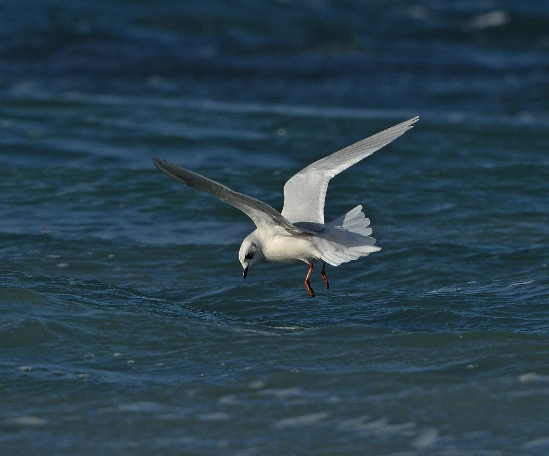 Ross's Gull