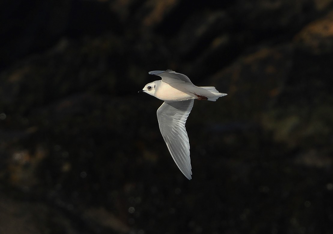 Ross's Gull