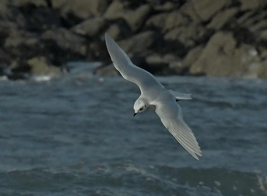 Ross's Gull
