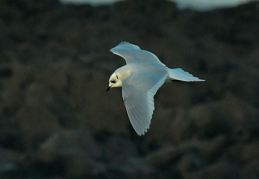 Ross's Gull
