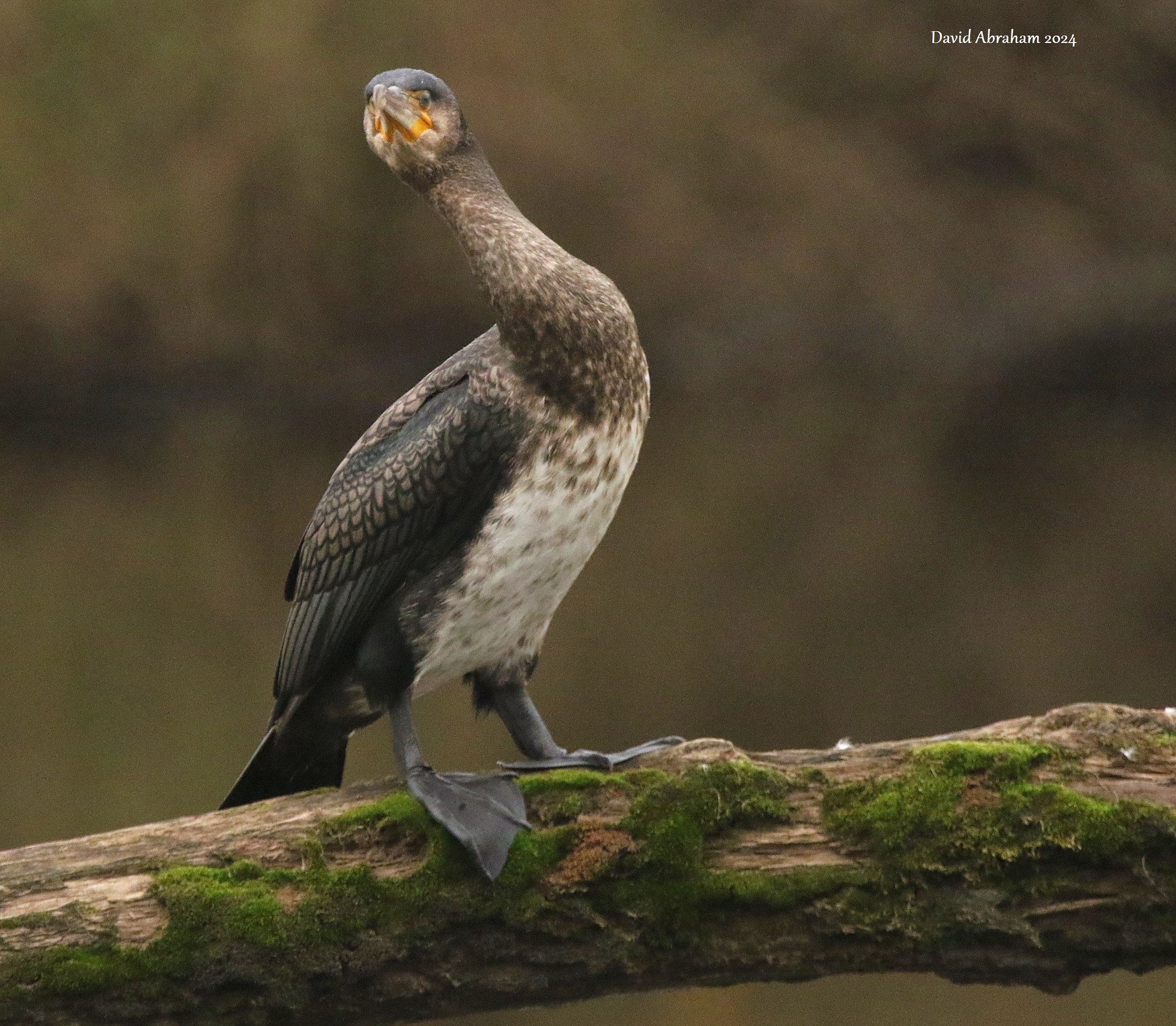Cormorant 