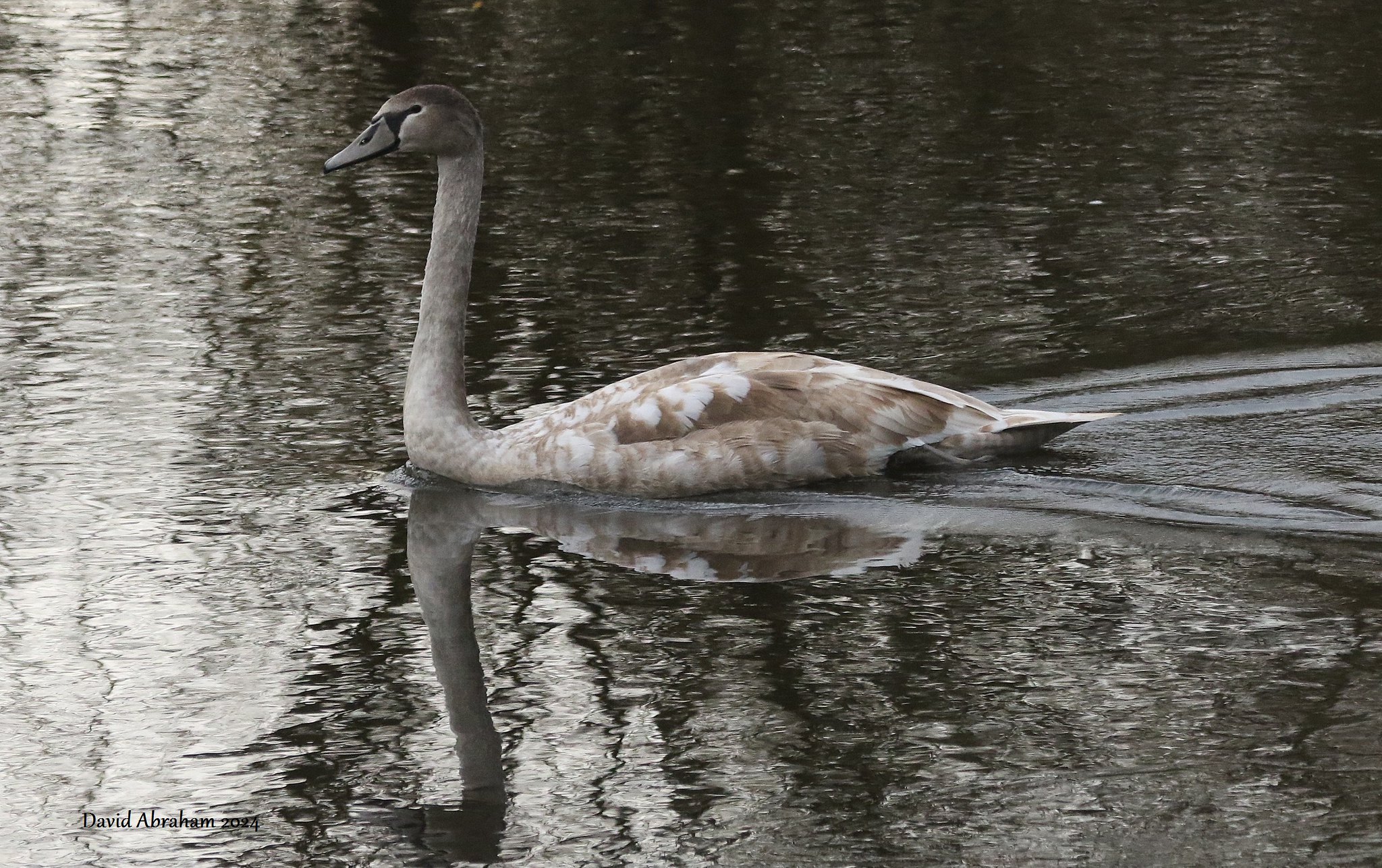 Mute Swan