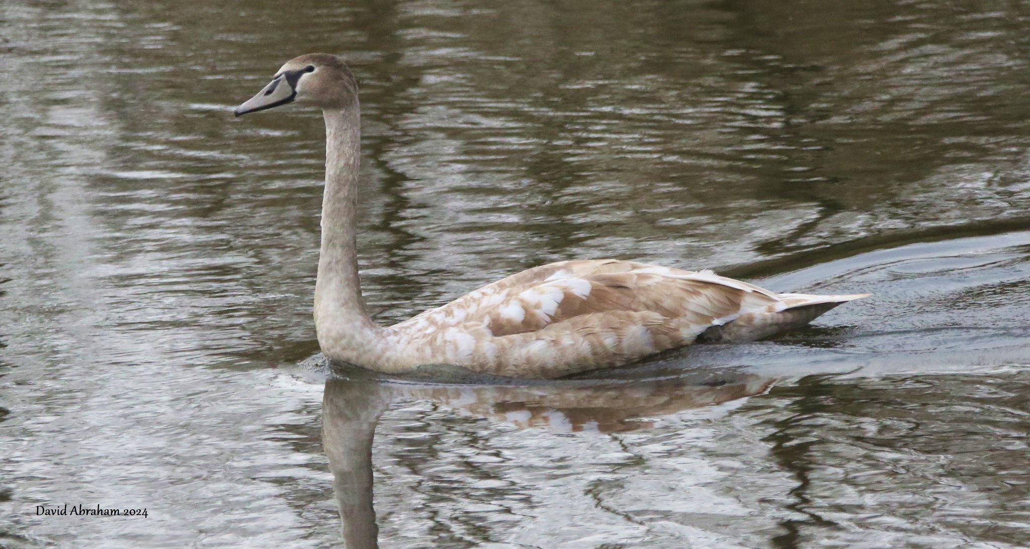 Mute Swan 