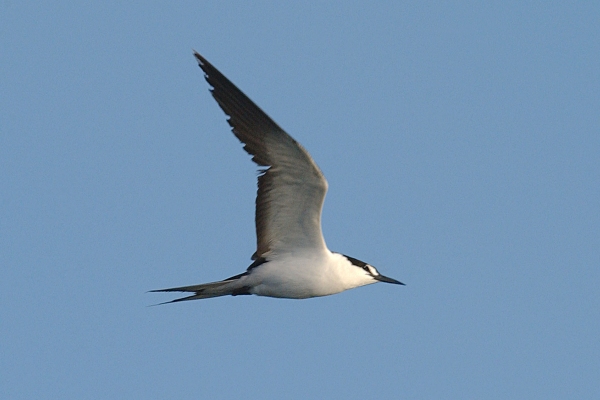 Sooty Tern