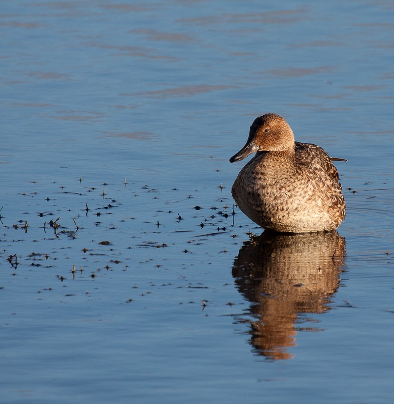 Pintail