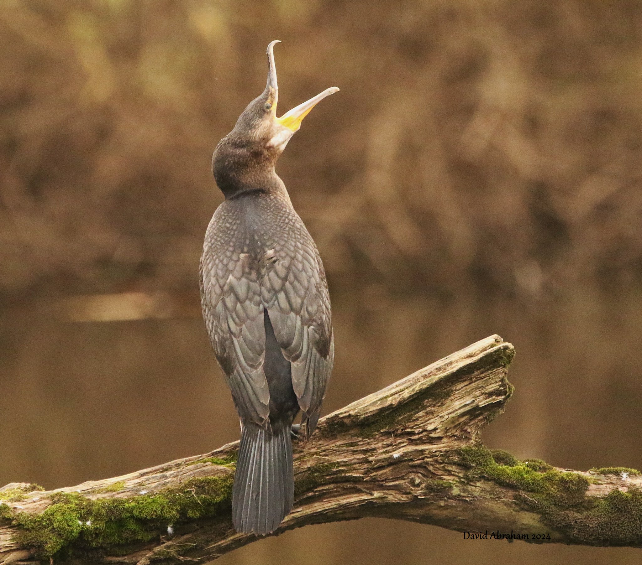 Cormorant 