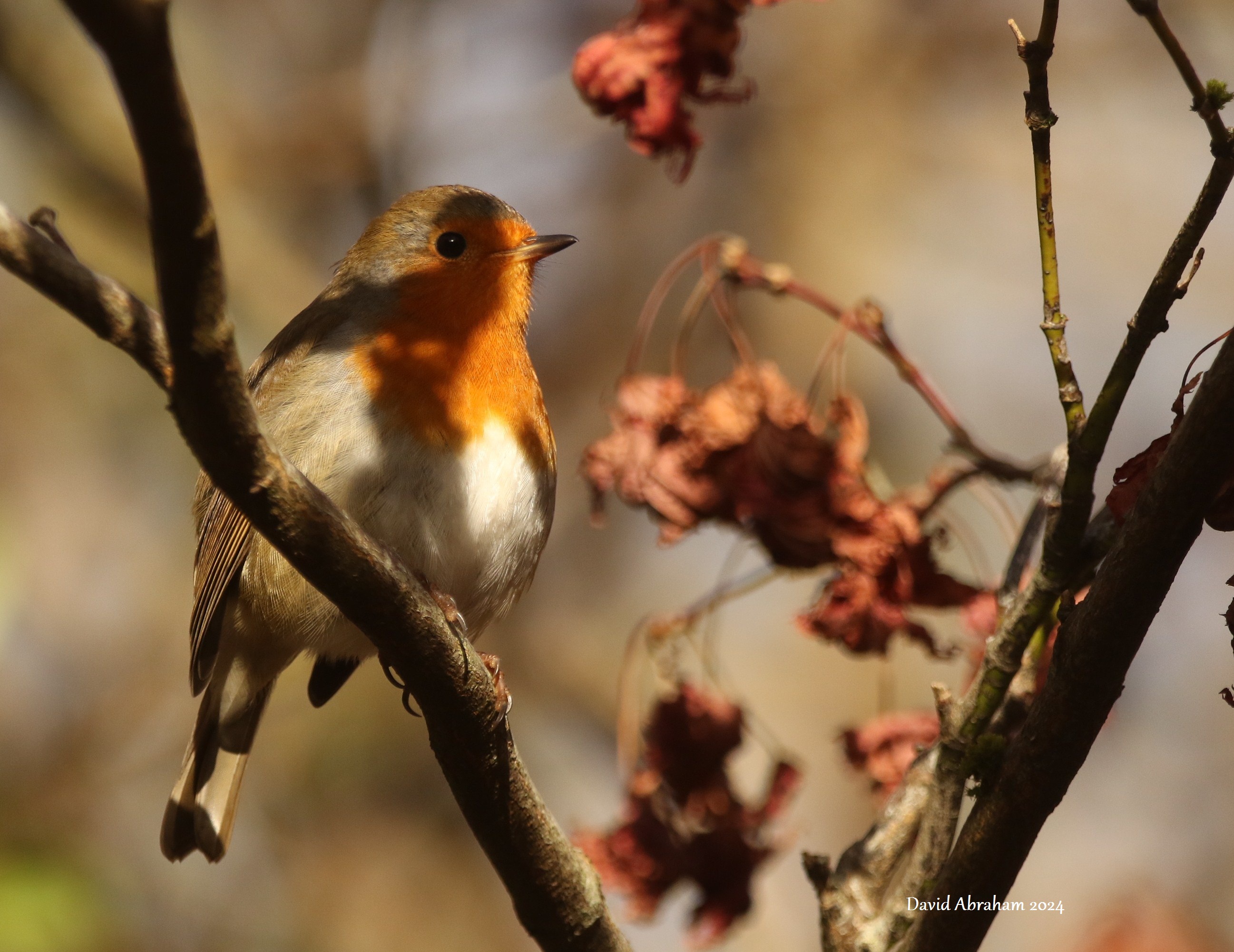 Robin 