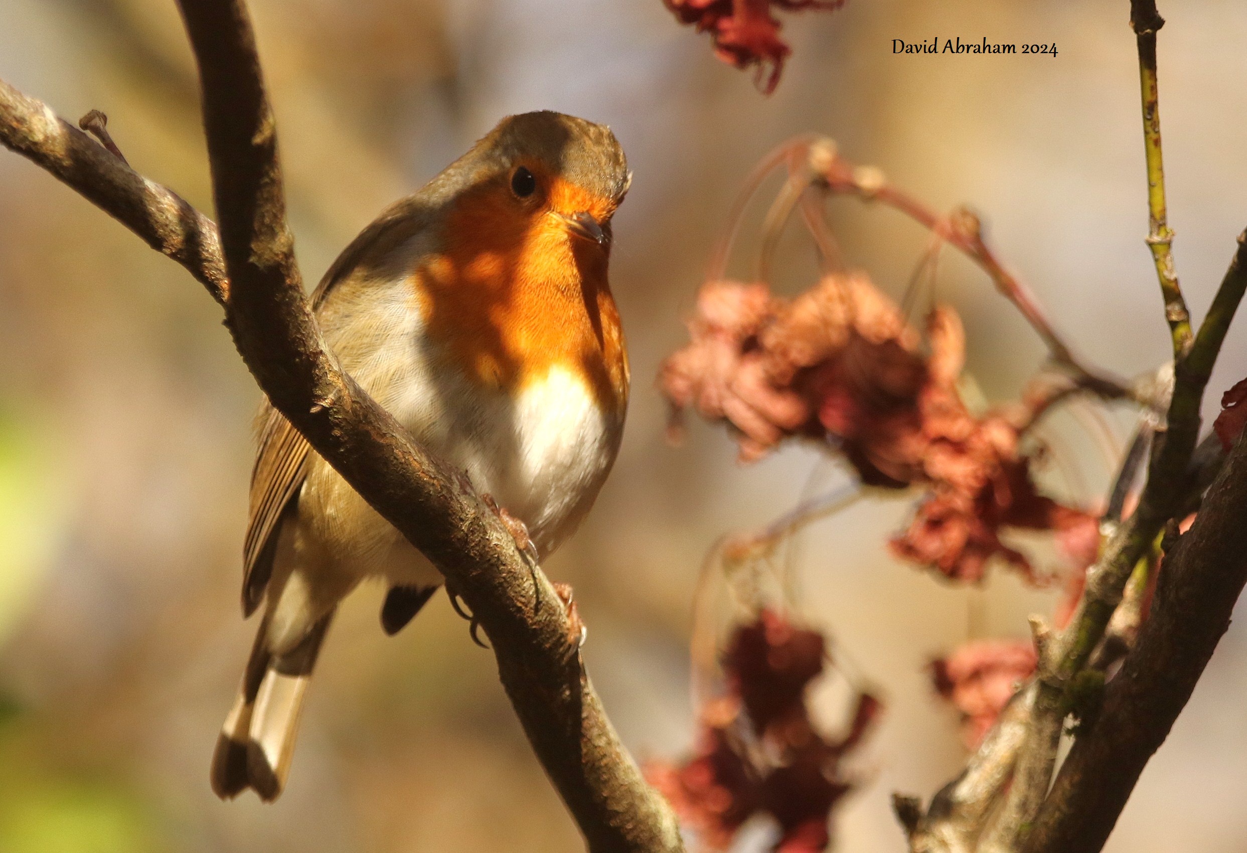 Robin 
