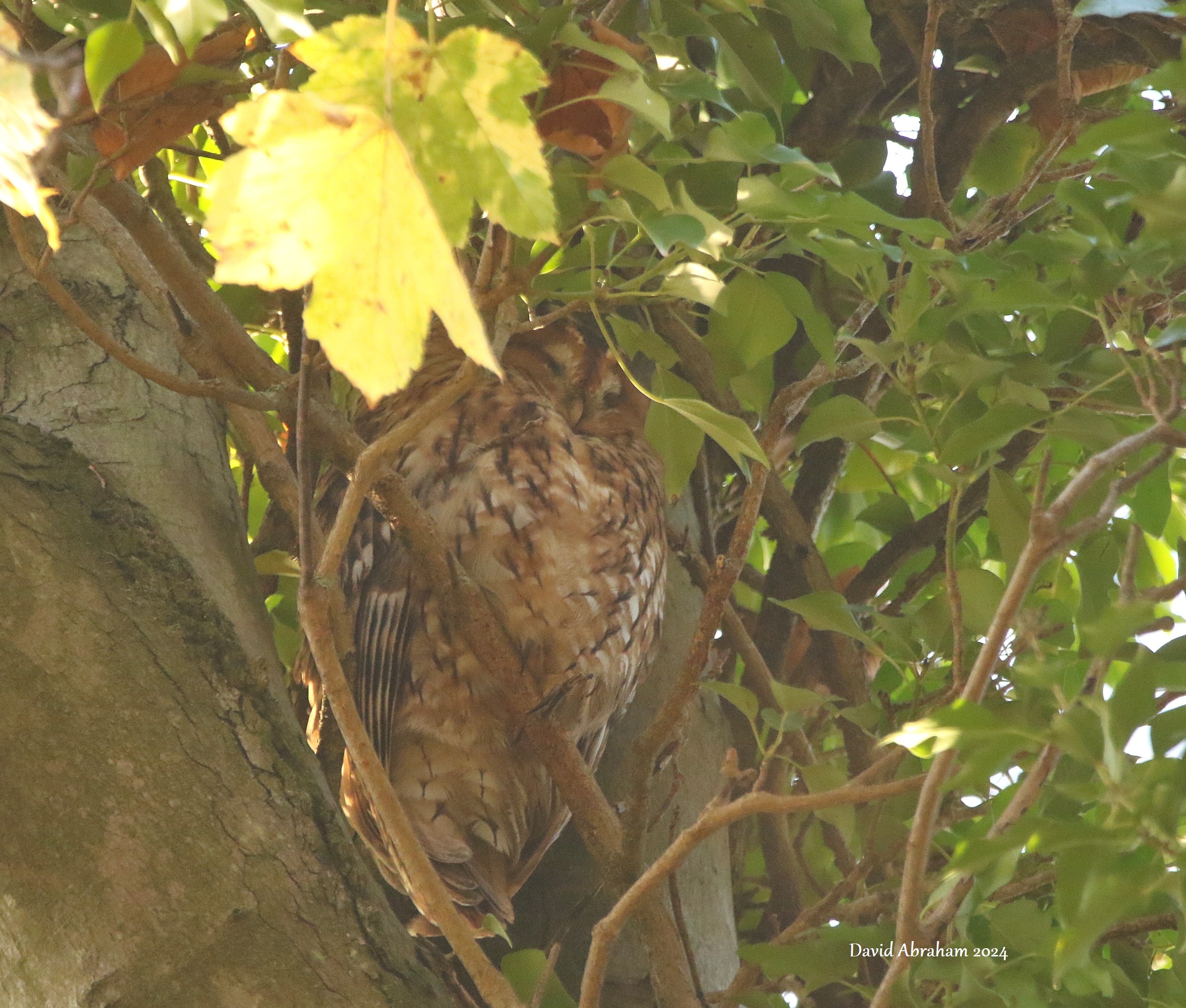 Tawny Owl 
