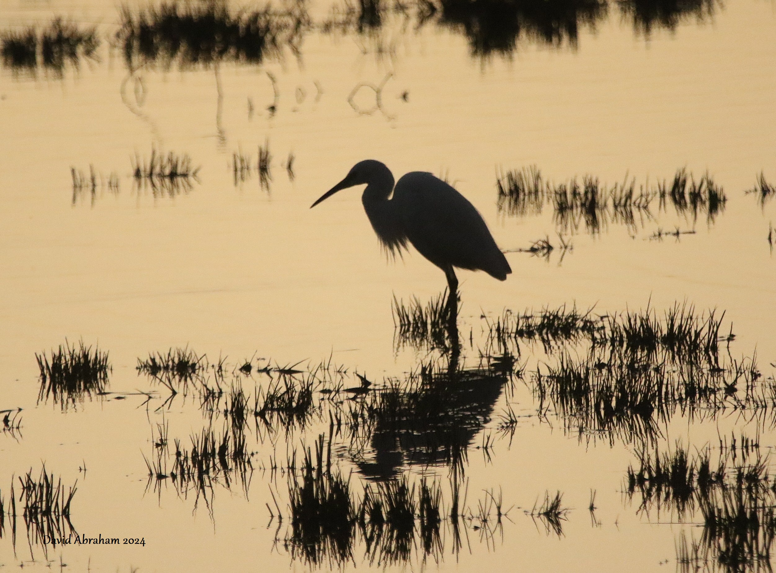 Little Egret 