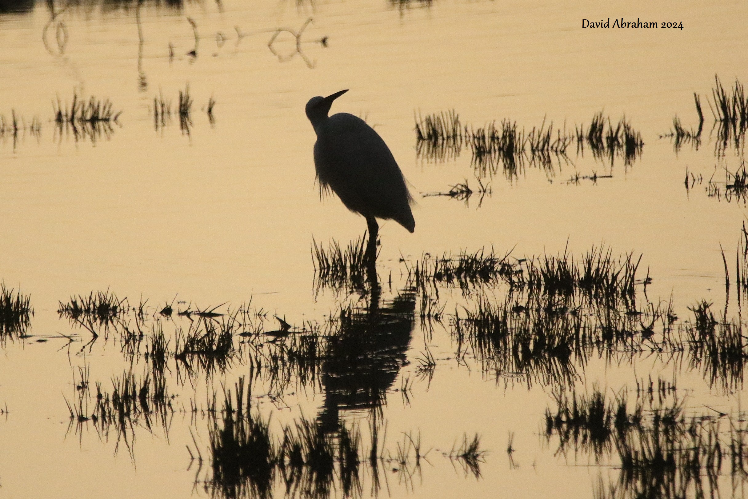 Little Egret 