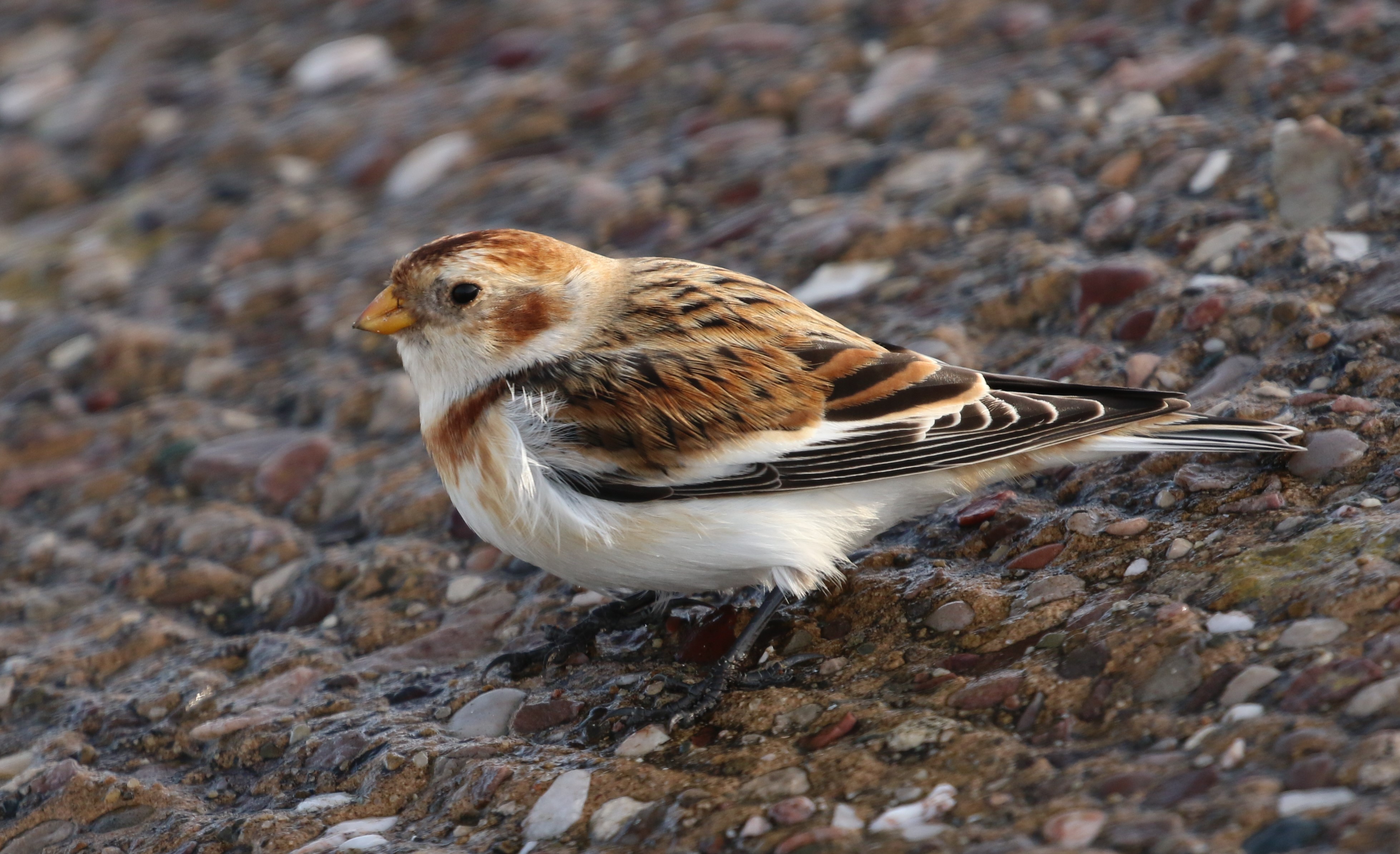 Snow Bunting