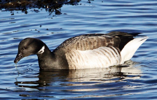Pale-bellied Brent Goose