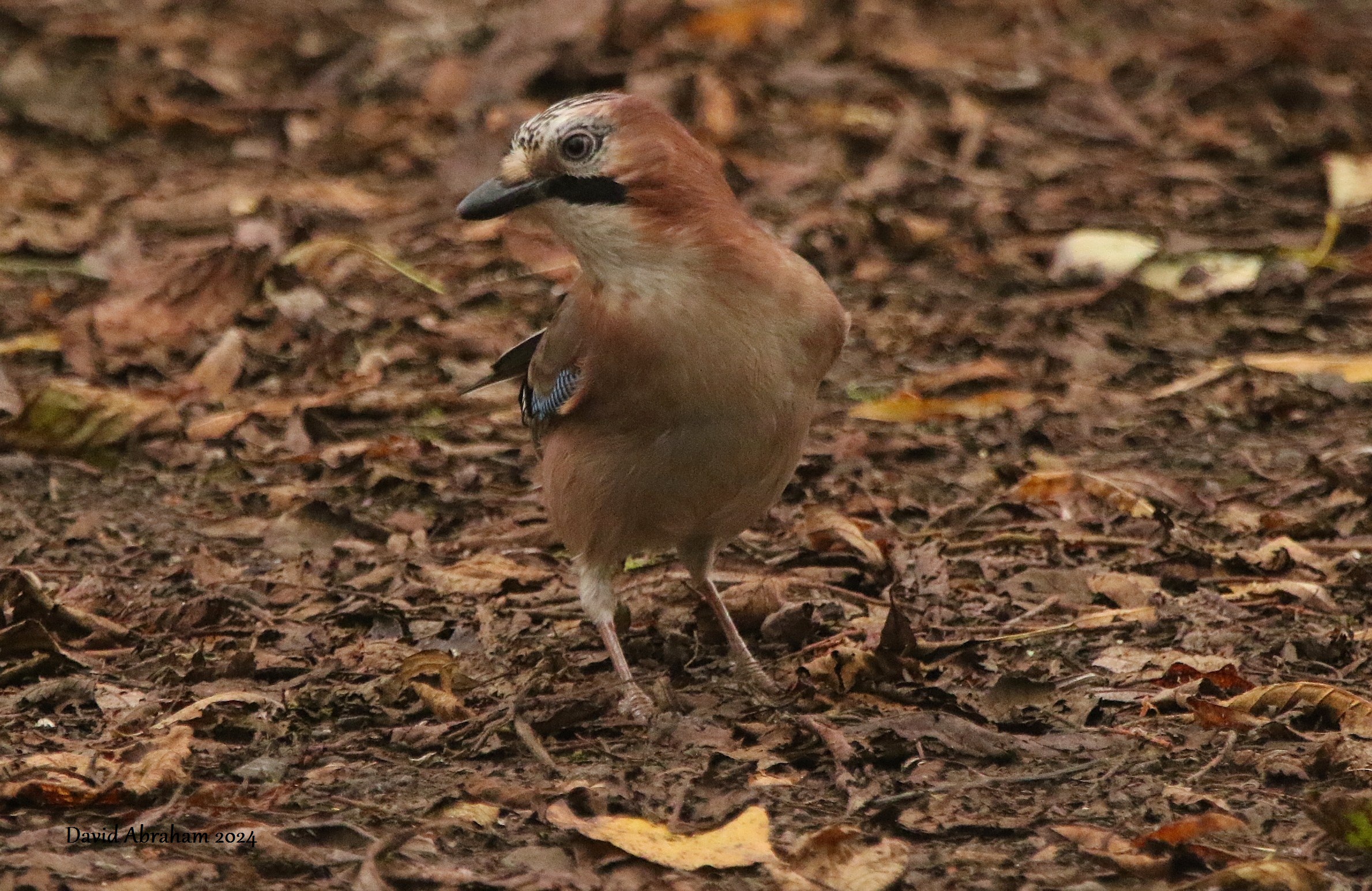 Jay 