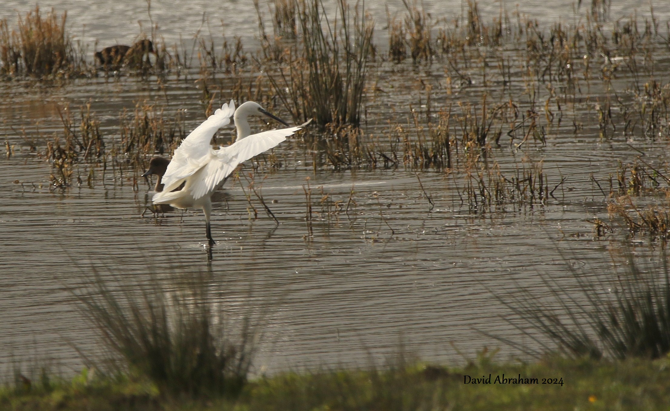 Little Egret 