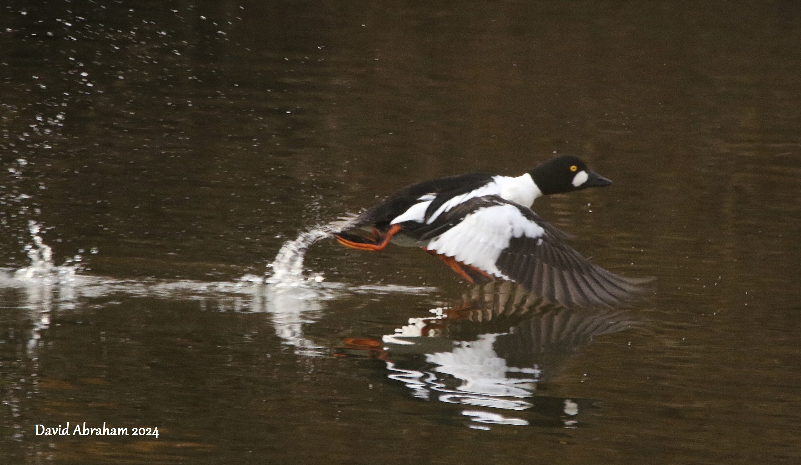 Goldeneye 