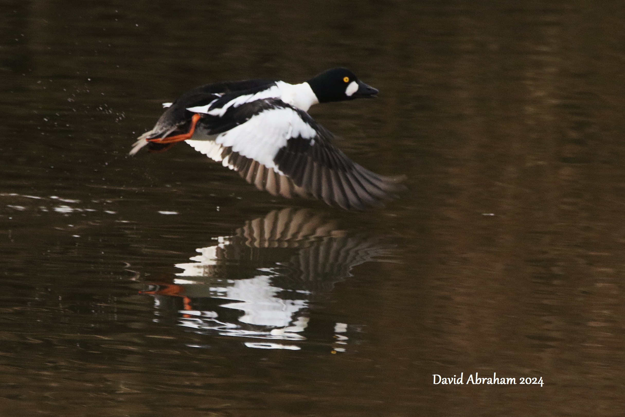 Goldeneye 