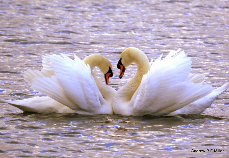 Mute Swan