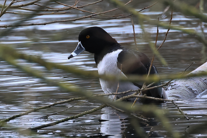 Ring-necked Duck