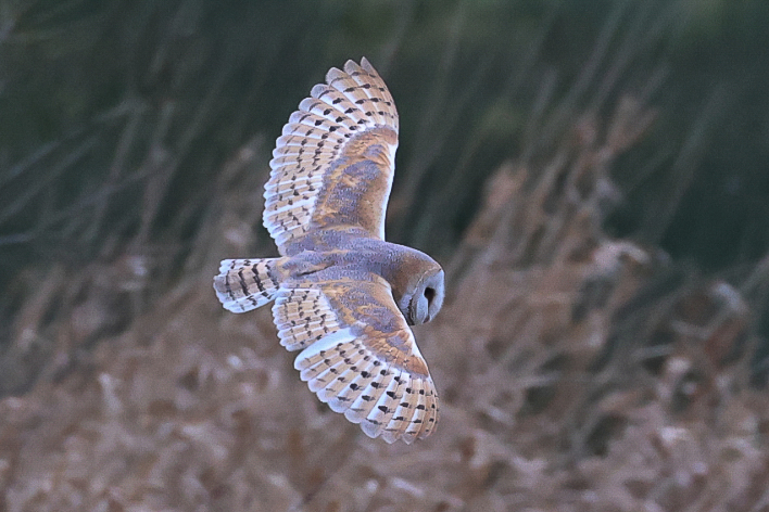 Barn Owl