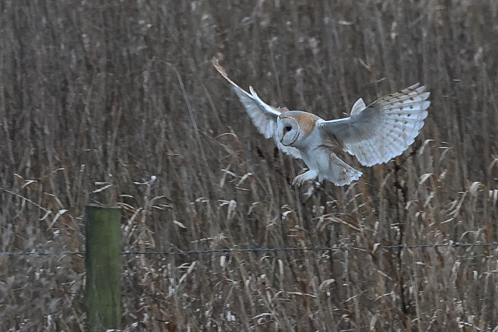 Barn Owl