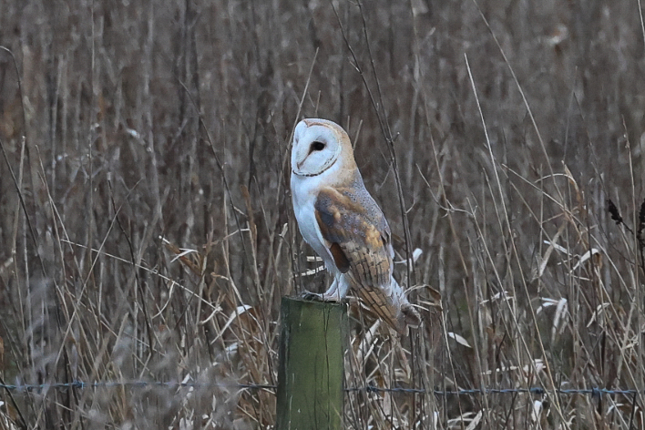 Barn Owl