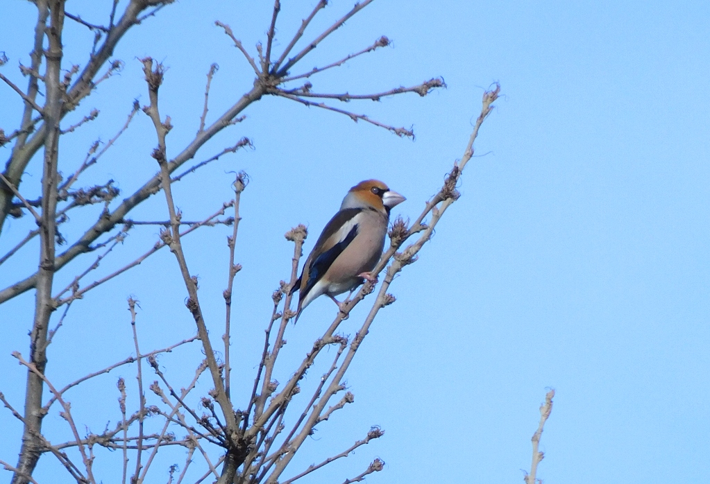 Hawfinch
