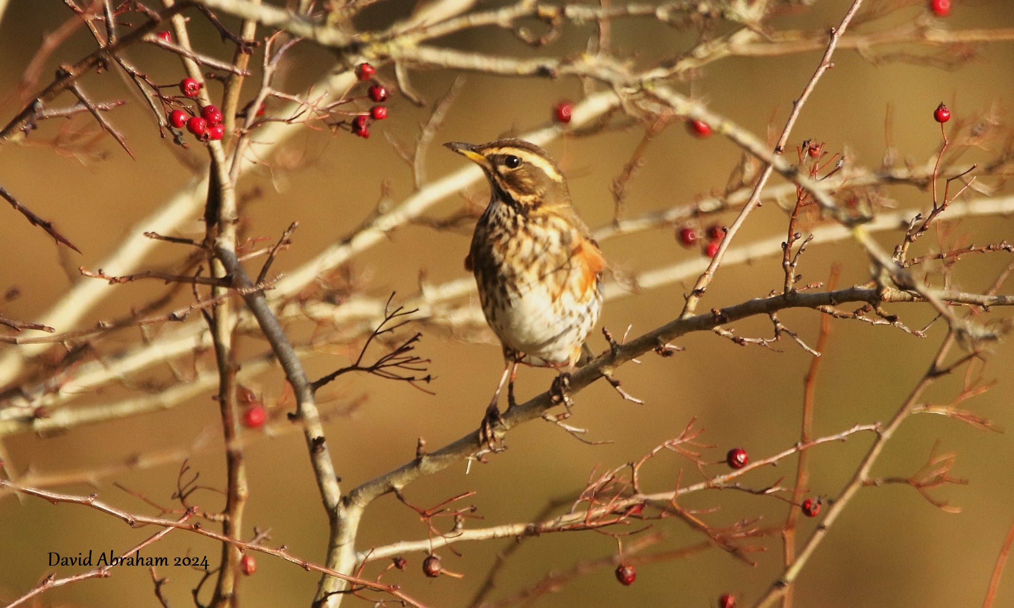 Redwing 
