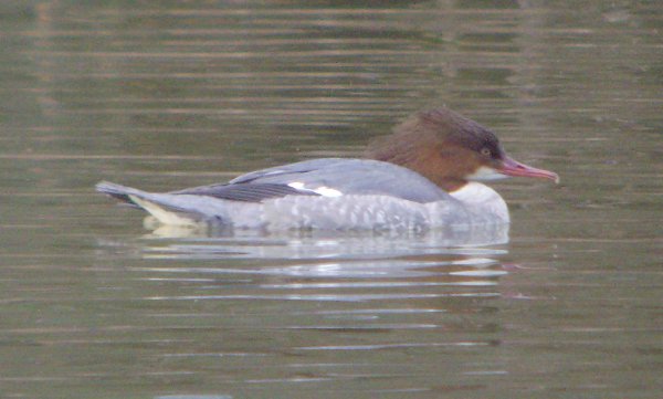 Goosander